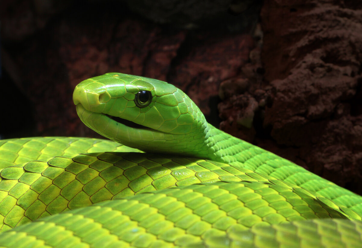 Змеи - не самые приятные животные, а особенно ядовитые! Даже малейший контакт с их слюной, может тебя убить или парализовать на пару суток. Хорошо, если за это время тебя кто-то спасет.-6