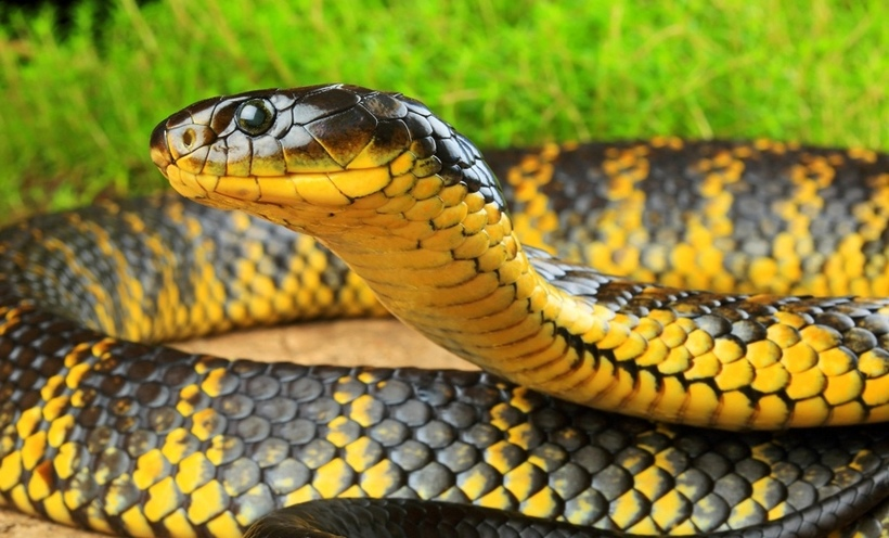 Змеи - не самые приятные животные, а особенно ядовитые! Даже малейший контакт с их слюной, может тебя убить или парализовать на пару суток. Хорошо, если за это время тебя кто-то спасет.-7