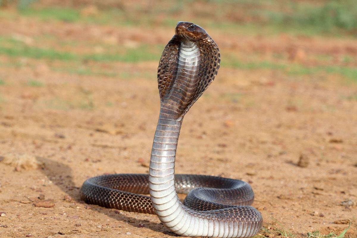 Змеи - не самые приятные животные, а особенно ядовитые! Даже малейший контакт с их слюной, может тебя убить или парализовать на пару суток. Хорошо, если за это время тебя кто-то спасет.-8