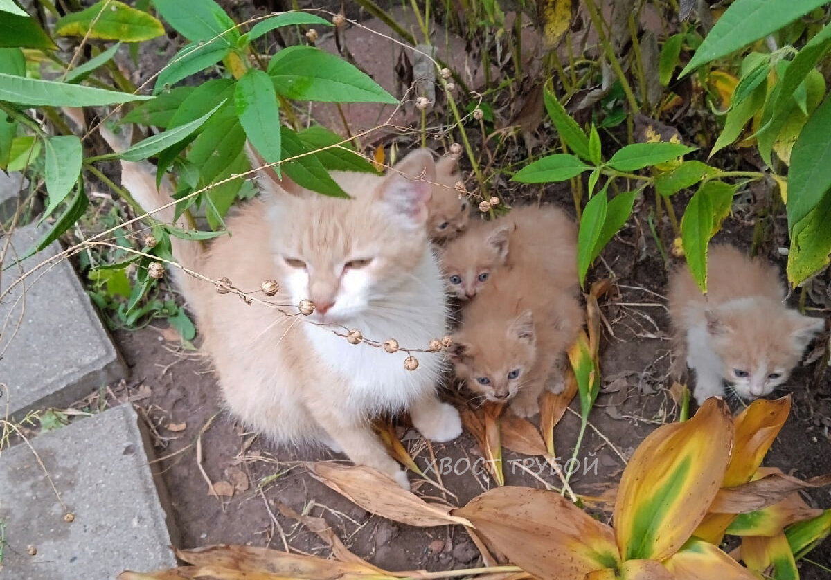 Кошка вывела котят. Котенок котэ. Котенок кушает. Милые котята кушают.