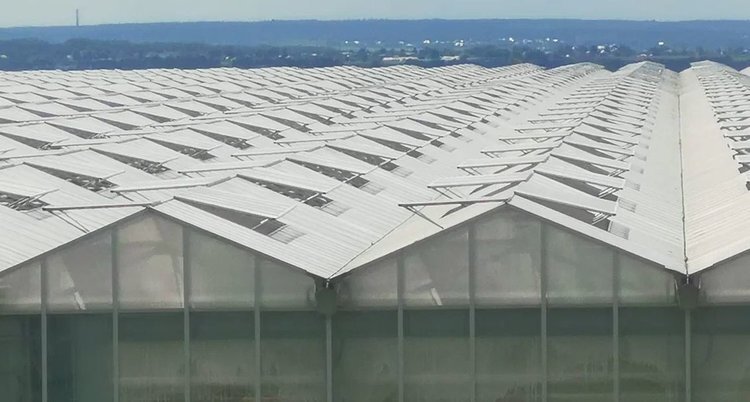    В теплицах Алтайского края установлено более 300 ловушек для обнаружения опасных карантинных вредителей