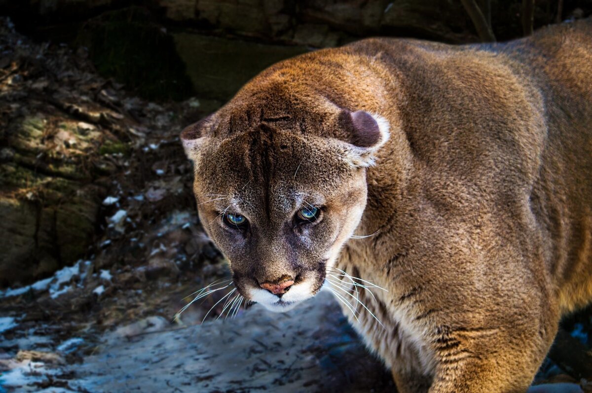 крокодилы необычные факты. рассказ о медведе на английском языке. амурский тигр на английском. опасные животные на английском. название ядовитых животных.