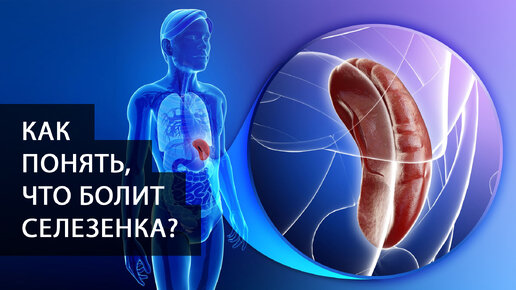 Что такое селезенка? Для чего нужна? Как понять что она болит? Какие бывают заболевания и проблемы?