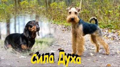 Таксеныш Юджин (Юш) и вельштерьер Уэльс