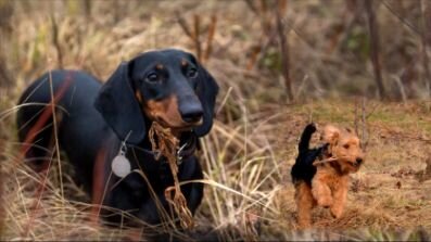 И был Юш - вожак стаи и доминант. Силен и ловок.