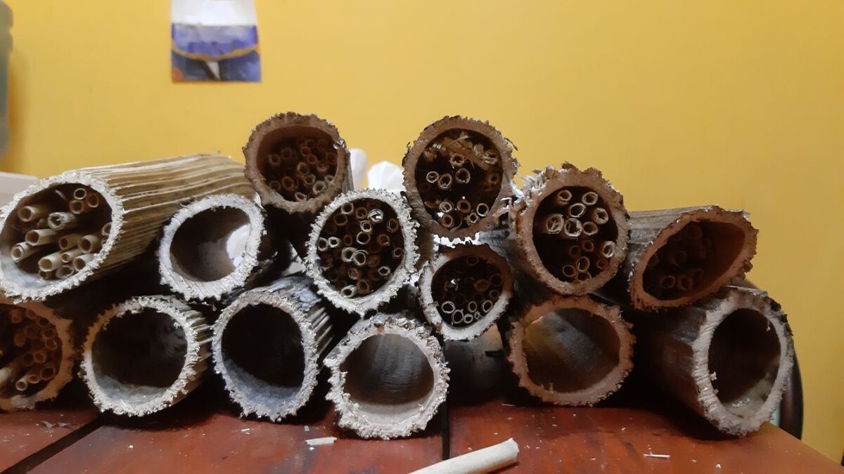 Домики для энтомофагов из борщевика