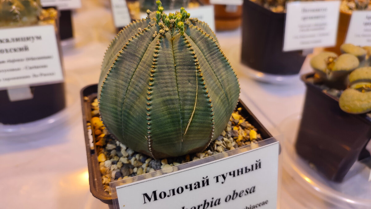   Оранжерея. Парк Царицыно, г. Москва  
 
 
   
