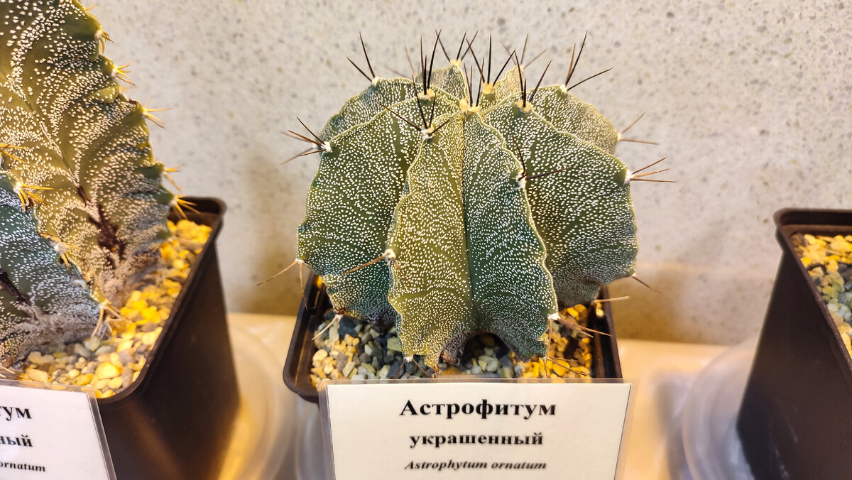     Оранжерея. Парк Царицыно, г. Москва  
 
 
   
