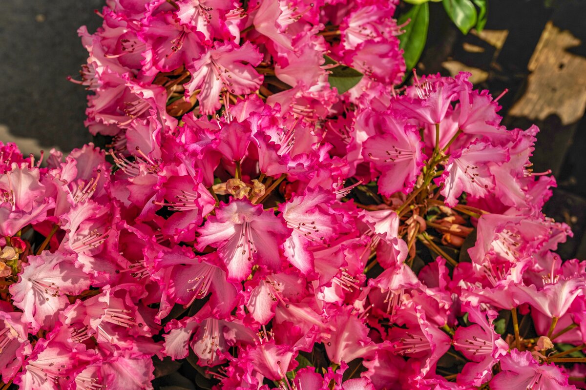 Он прекрасен