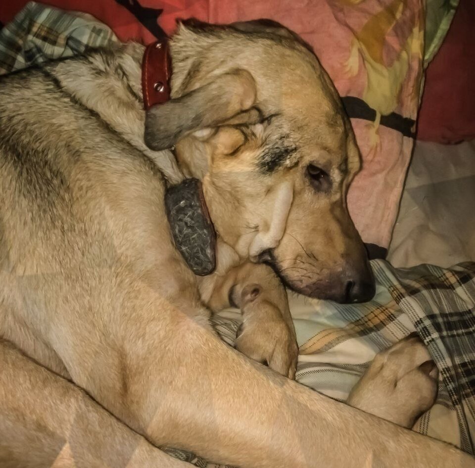 Няша