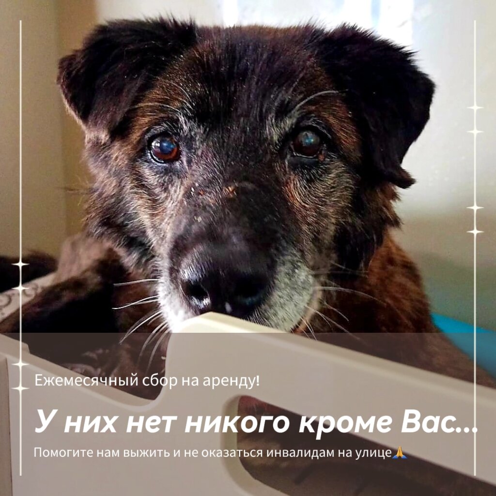 Мы не можем бросить наших подопечных, потому что у них никого больше нет, кроме нас с Вами!😔