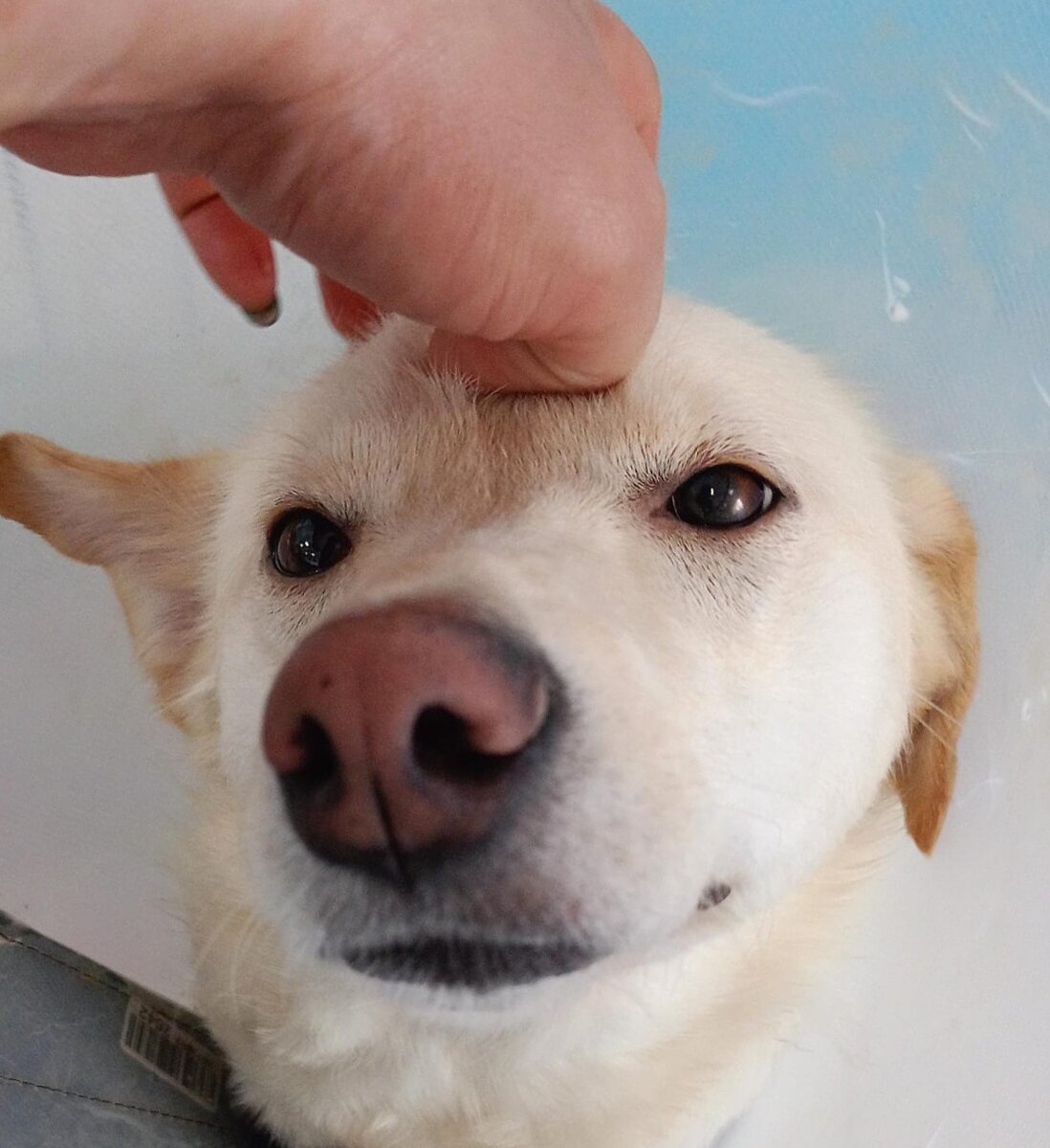 Этим глазам невозможно сказать:"Извини, Каспер, но отныне ты будешь ночевать в будке и ползать по до сих пор промерзшей земле!"😭