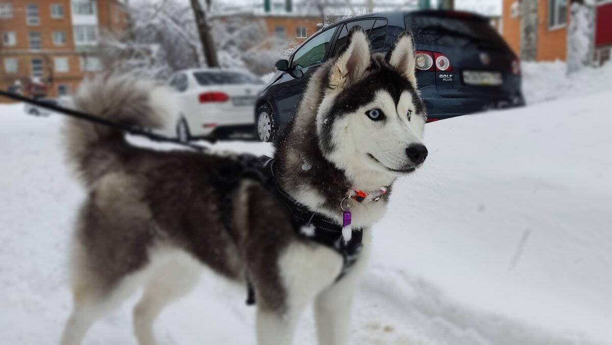 Хаски по имени Мани