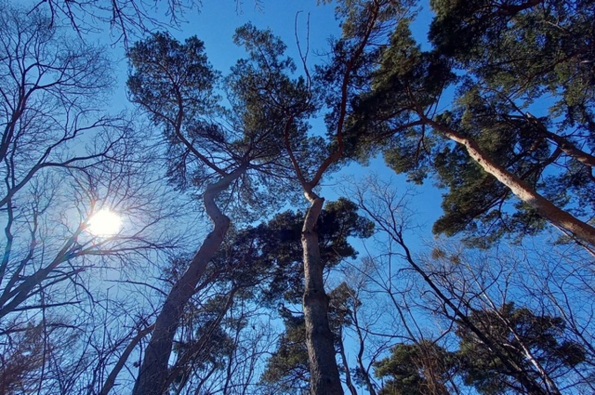    В Сочи из-за сильного ветра деревья рухнули на припаркованные машины