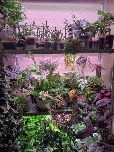 Часть моего растительного Мира