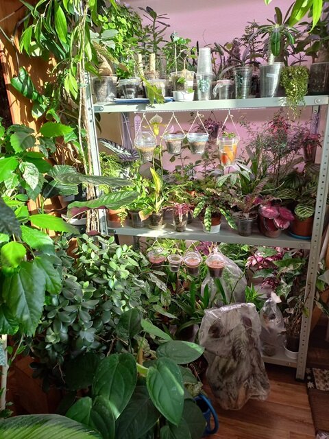 Часть моего растительного мира.