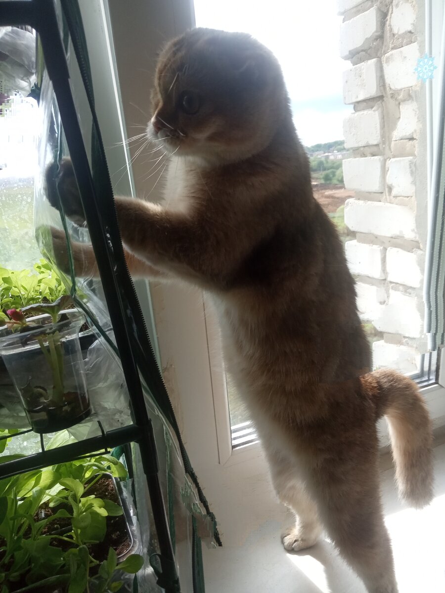 Это не Сказка, это наша Тося, но вот здесь похожа, такая же хулиганка