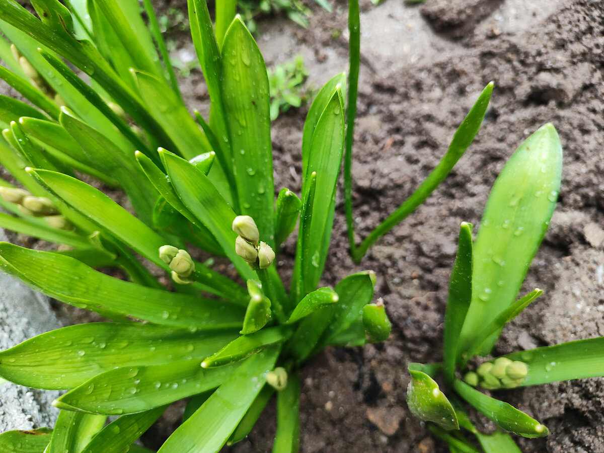 некоторые гиацинты еще не цветут