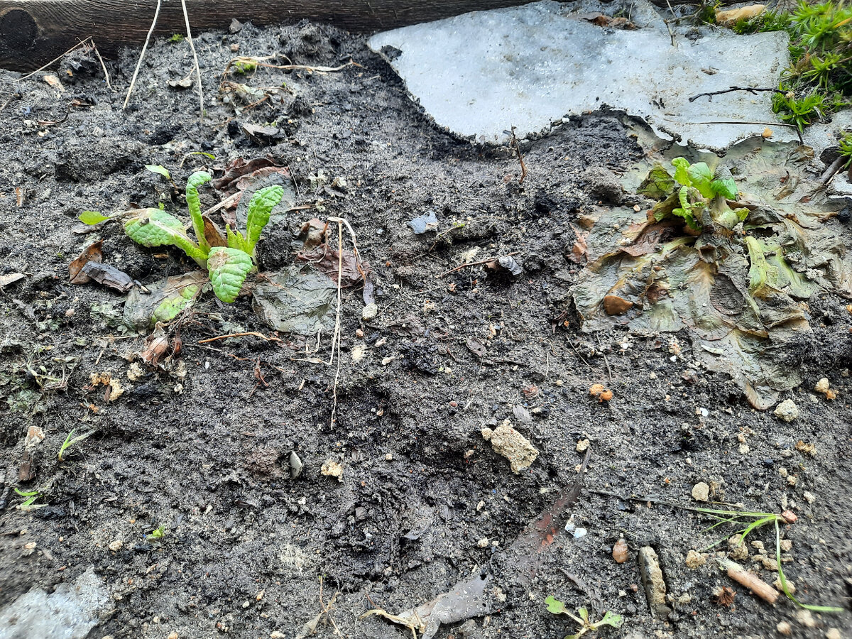 Лед не до конца растаял, а на южной клумбе показались листочки примулы.