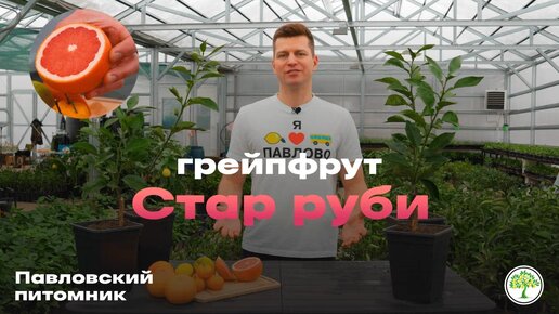 Грейпфрут Стар Руби | Павловский питомник