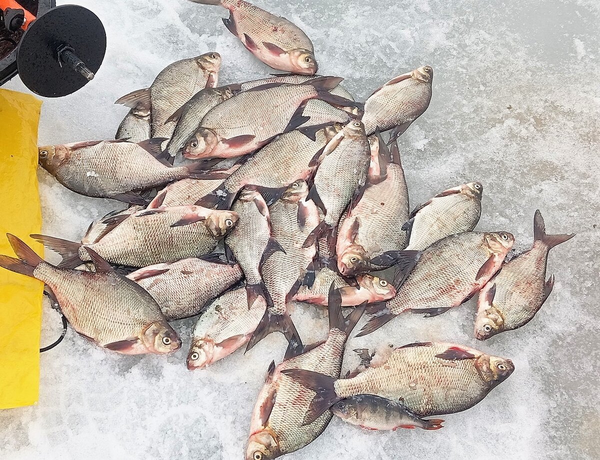 Ловить страницу. Длина килограммового карася весной. Красивые рыбачки. Ловить страницу. Рыбалка фото.