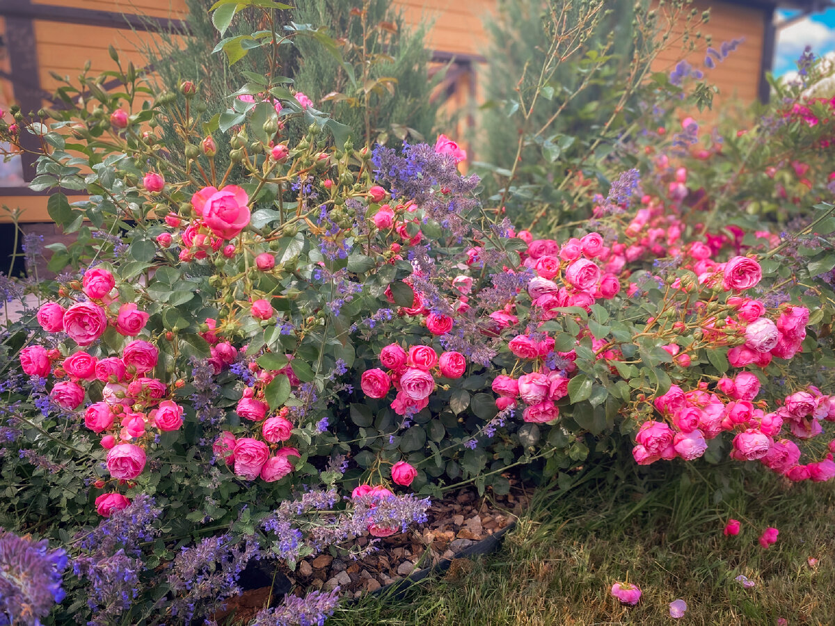 Любимая помпонела с котовником. 2 сезон . Выходила из некондиционного саженца . Тут 1 корень !!!!