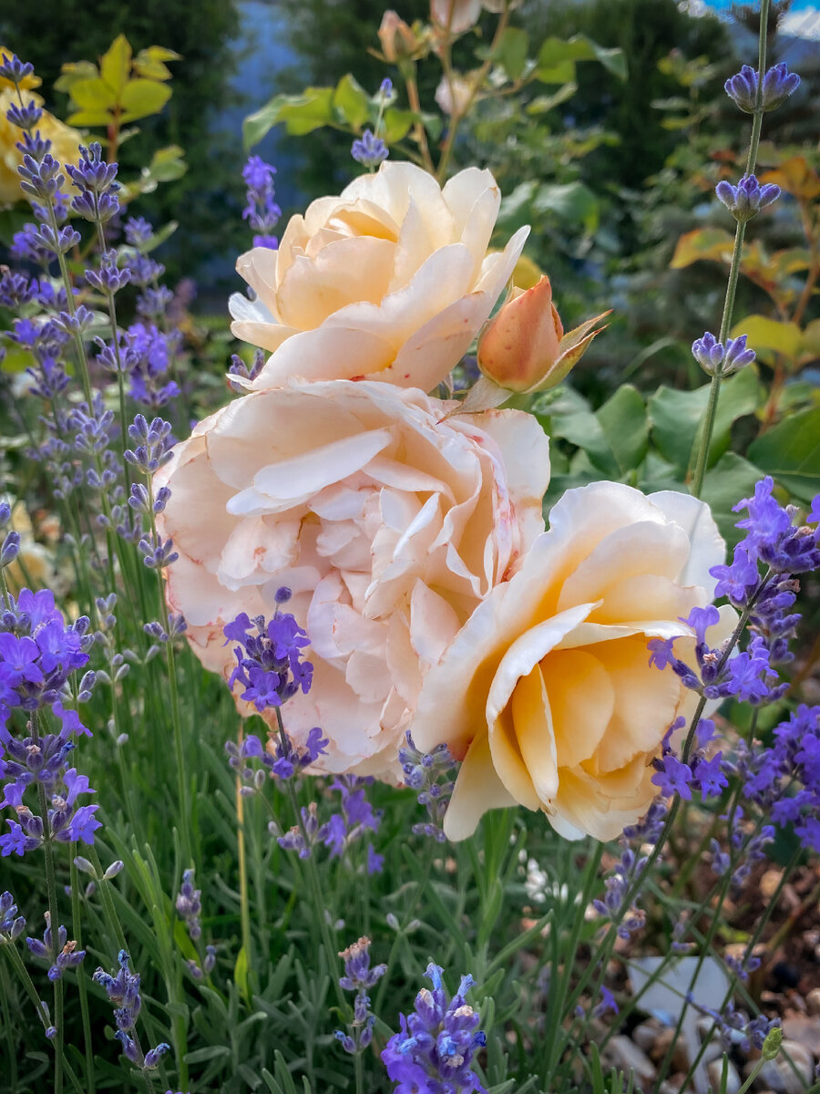 Остинки в Подмосковье зимуют лучше других роз. 