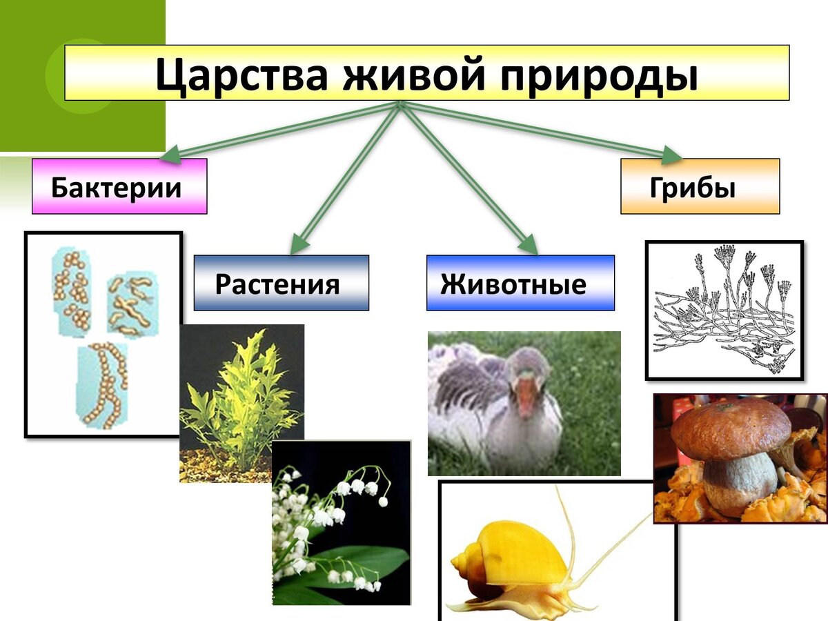 Живая природа примеры растений О древнем глаголе замолвите слово! Глагол Ять и образ Я - мнимое отделение, обос