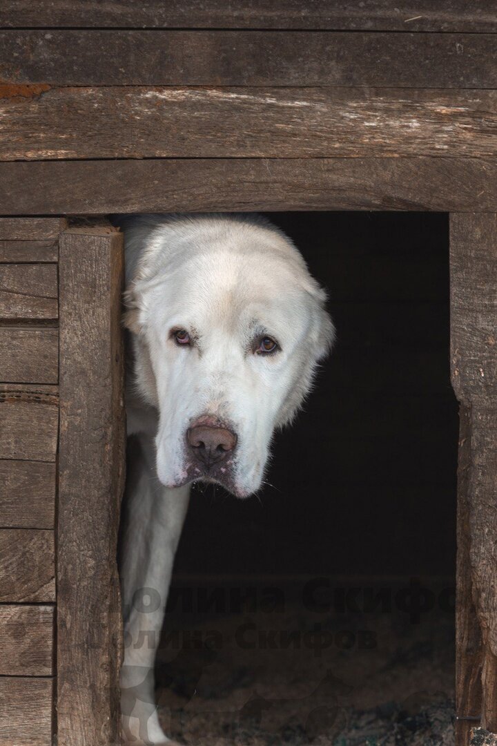 Долина скифов Хатер Хоссар 
