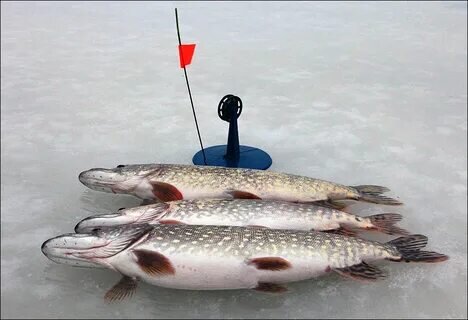Зимняя рыбалка на щуку – это увлекательное занятие, которое требует терпения, опыта и определенных знаний. Щуку можно ловить как на искусственные приманки, так и на живца.