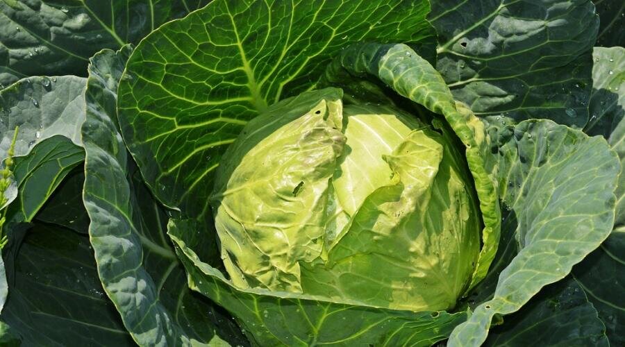    Что добавить в жареную капусту, чтобы она получилась невероятно вкусной? Фото: по лицензии PxHere.com