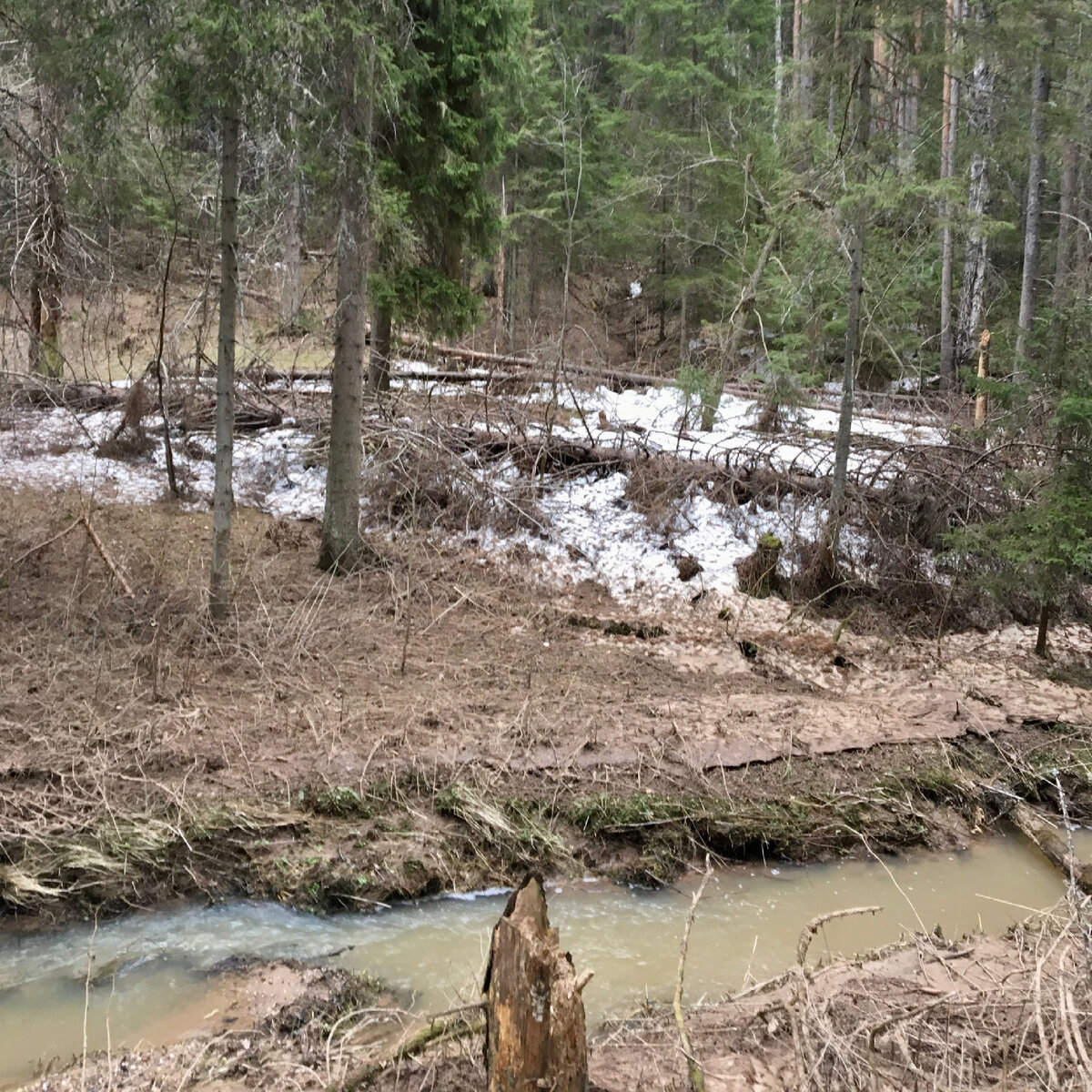 8 мая 2017 года, Костромская область