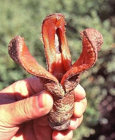 Действительно похоже на пасть змеи