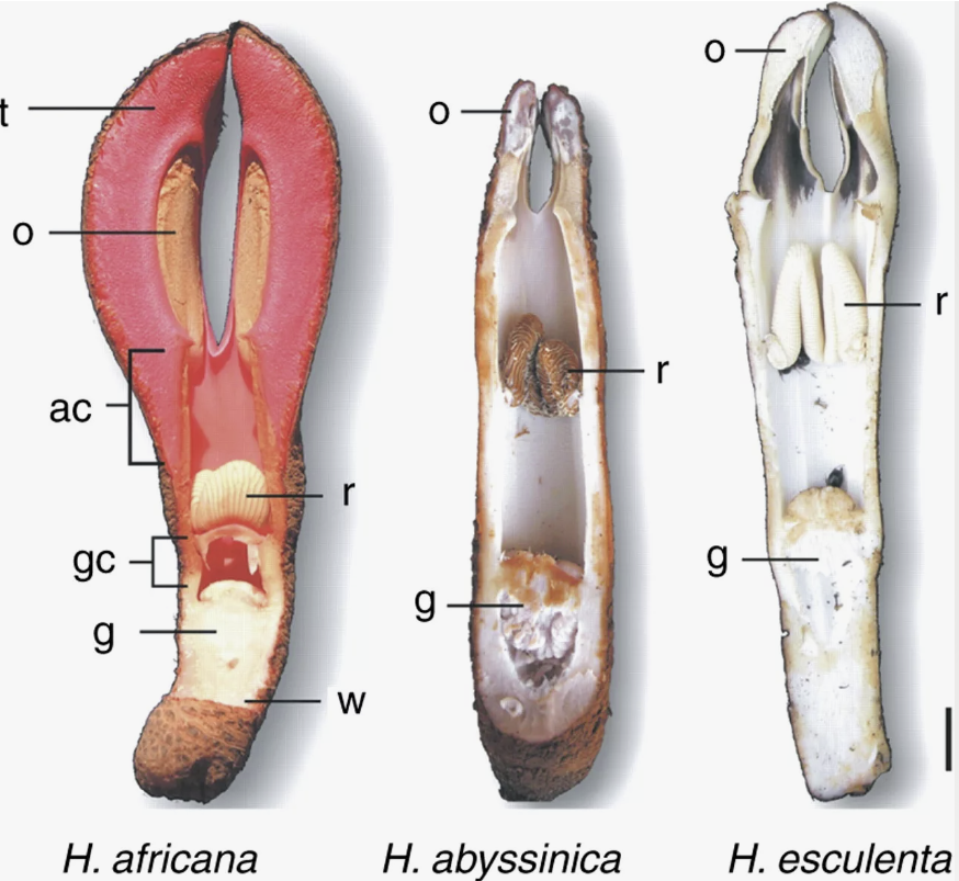 Три разных вида гидноры