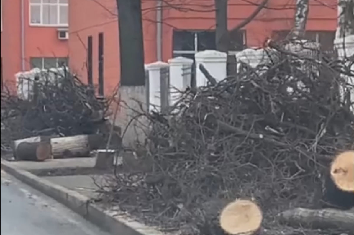    Вырубили липовую аллею – будьте добры посадить такую же, а не втыкайте три туи в кадки, которые и поливать потом некому.