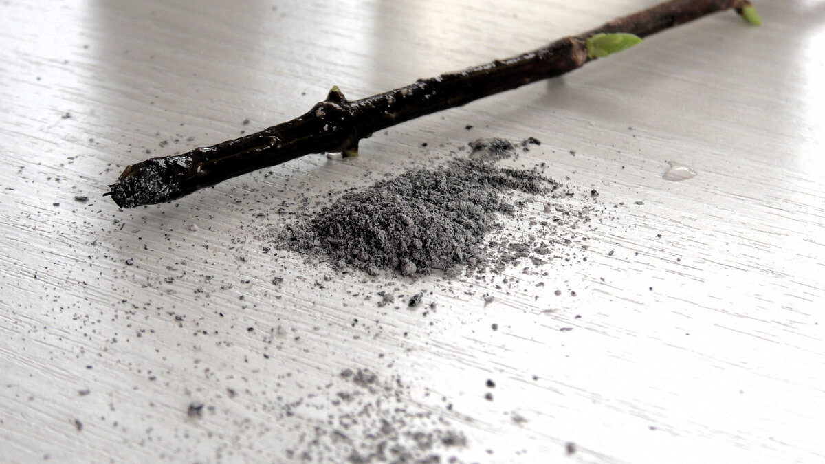 Черенок гортензии