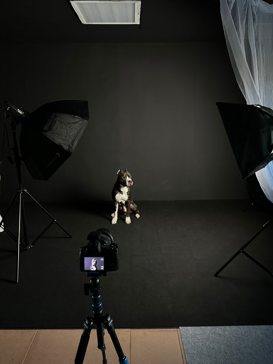 Фотосессия в фотостудии в Воронеже Tamfoto studio