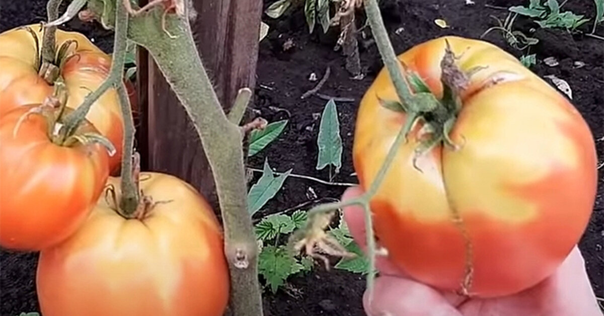 Кому могут понравиться такие плоды