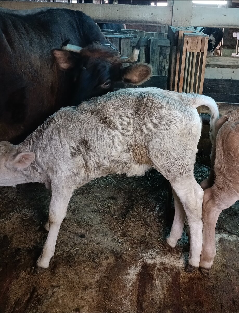 Сильва лосица уже 