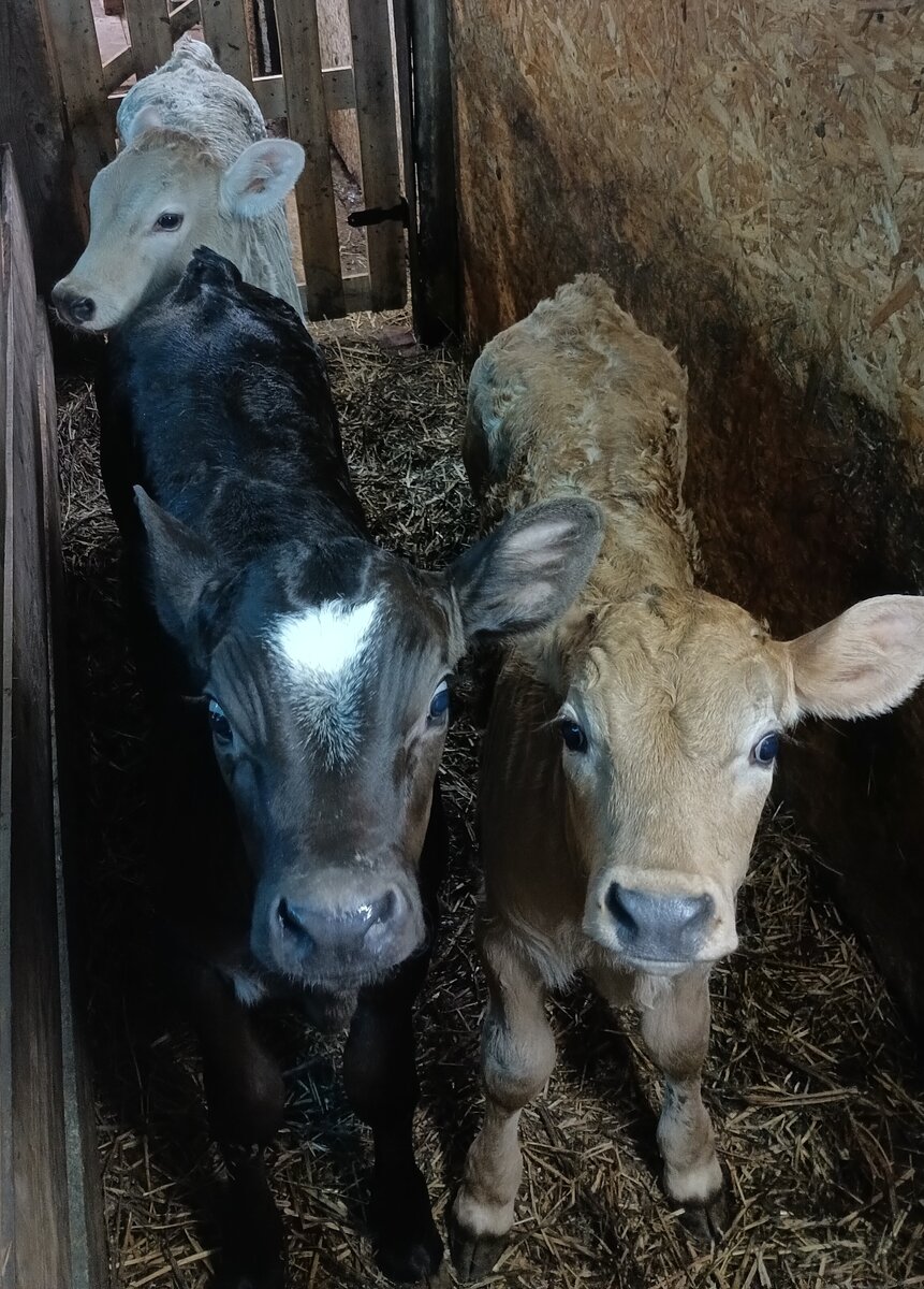 Ну какой же это Печенег? Печенька и есть🤭😁