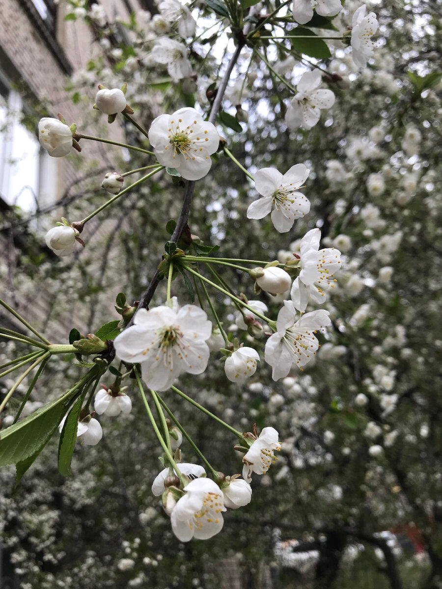 Мне вот нравится цветение вишни весной. 