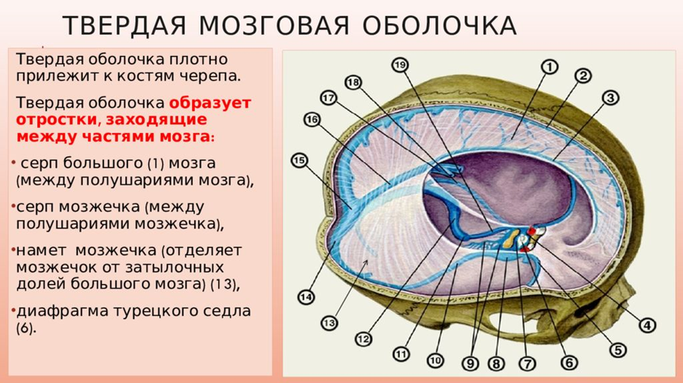 Отростки твердой оболочки головного мозга. Твёрдая оболочка головного мозга анатомия. Серп большого мозга (твёрдая мозговая оболочка). Твердая мозговая оболочка головного мозга схема
