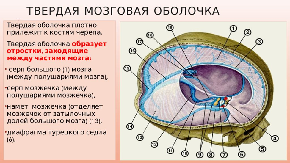 Мозговой намет головного мозга. Отростки твердой оболочки головного мозга. Твёрдая оболочка головного мозга анатомия. Серп большого мозга (твёрдая мозговая оболочка). Твердая мозговая оболочка головного мозга схема.