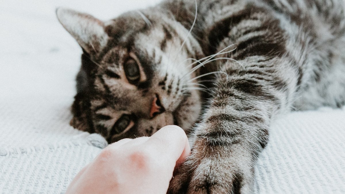 кошки. кошечки лишнего не скажут. жирный кот. картинки с котиками для детей 10 лет. острый психоз говоришь с котом.