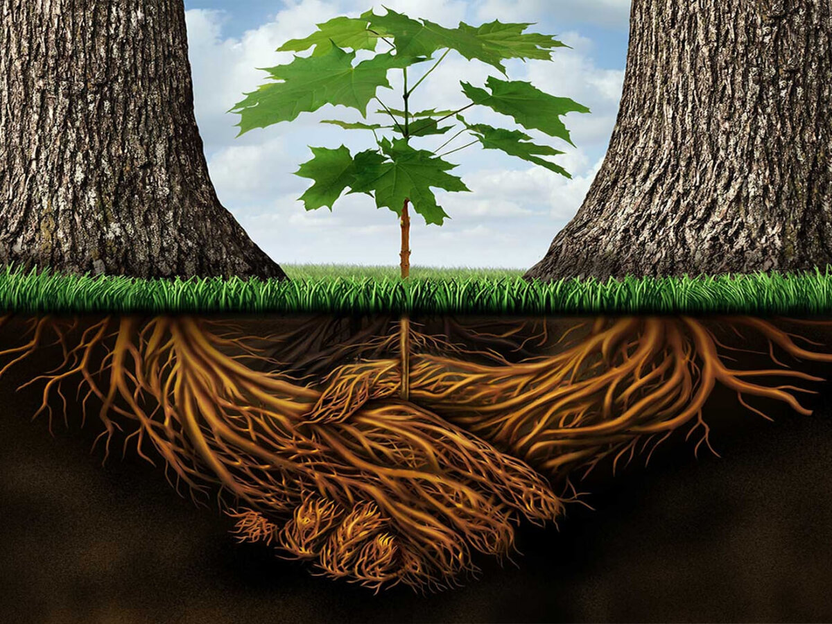 Картинка из интернета