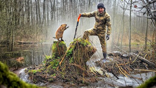 Бобры будут в шоке от того, что мы сделали. Хутор был весь в воде, пока мы их не потревожили.