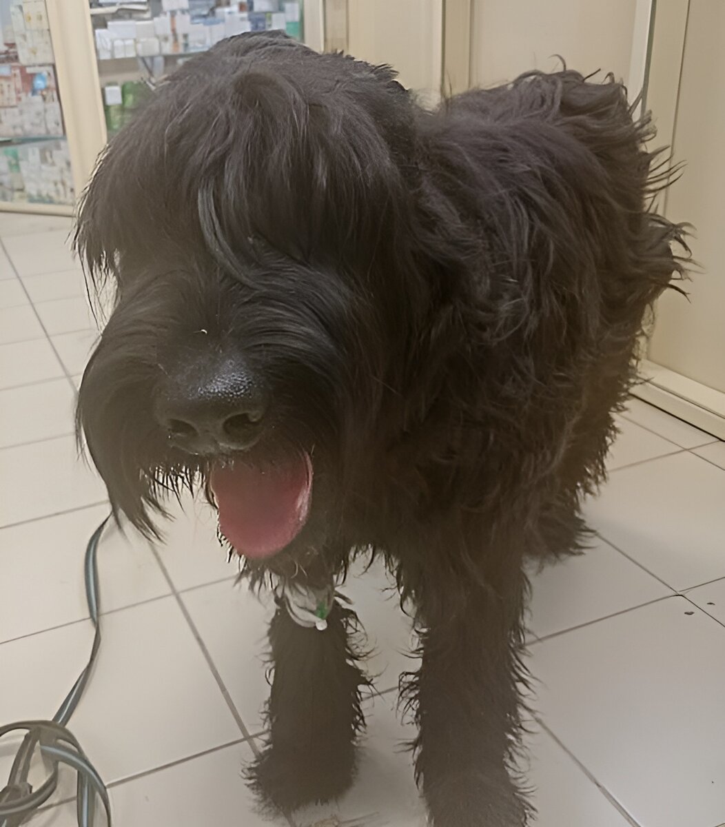 Вот такая собака-улыбака