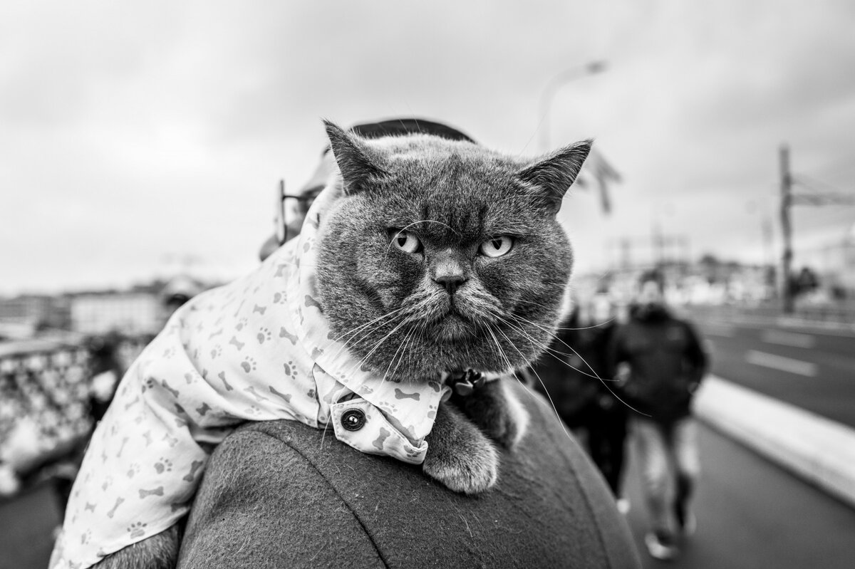 Mehmet Esen. Istanbul, Turkey. "Big Cat" - Leica Q3 + Summilux 28 f/1.7 Asph, 500 sec, aperture 4, ISO 
500