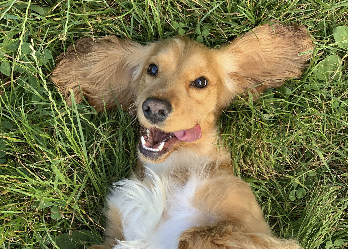 Фото превью / Ralu Gal / unsplash.com