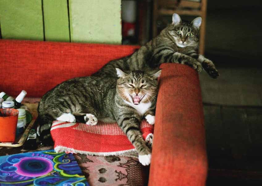 кот и кошка обороняют диван